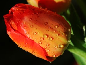 Tulip
